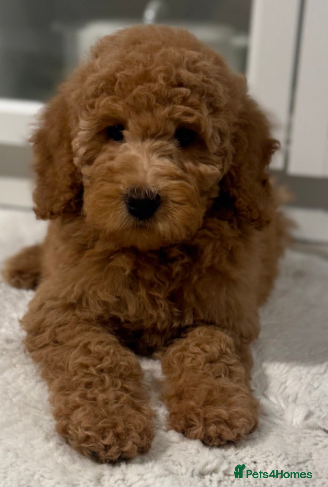 Australian Labradoodle dogs for sale: Australian Labradoodle Bitch fully vaccinated  - Advert 5