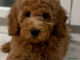 Australian Labradoodle dogs Australian Labradoodle Bitch fully vaccinated - Advert 2