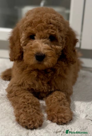 Australian Labradoodle dogs Australian Labradoodle Bitch fully vaccinated - Advert 1