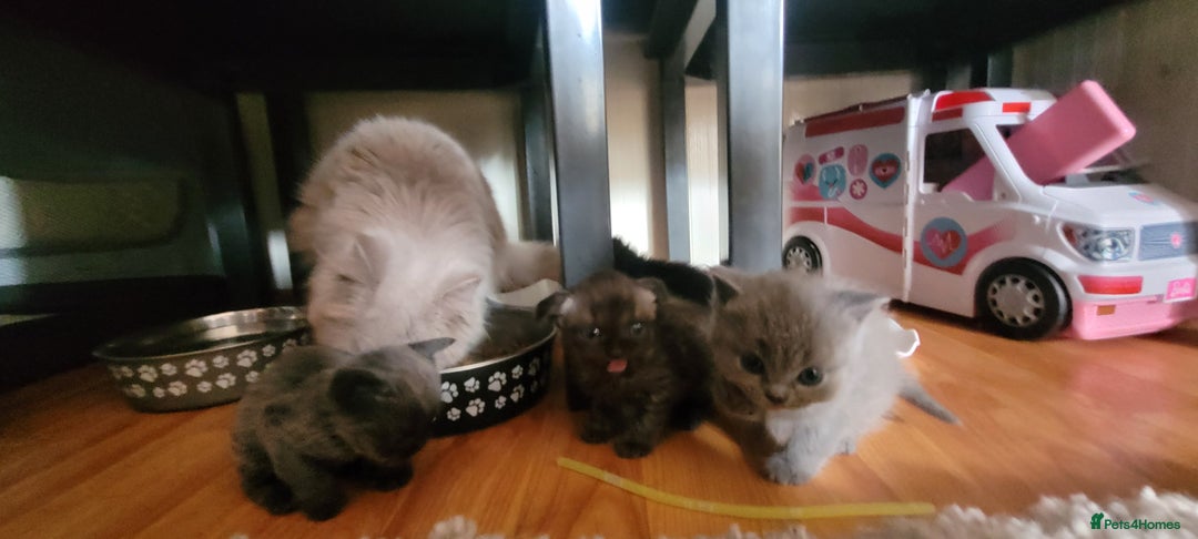 Scottish Fold cats for sale: 4 Scottish Fold kittens with mother - Image 7
