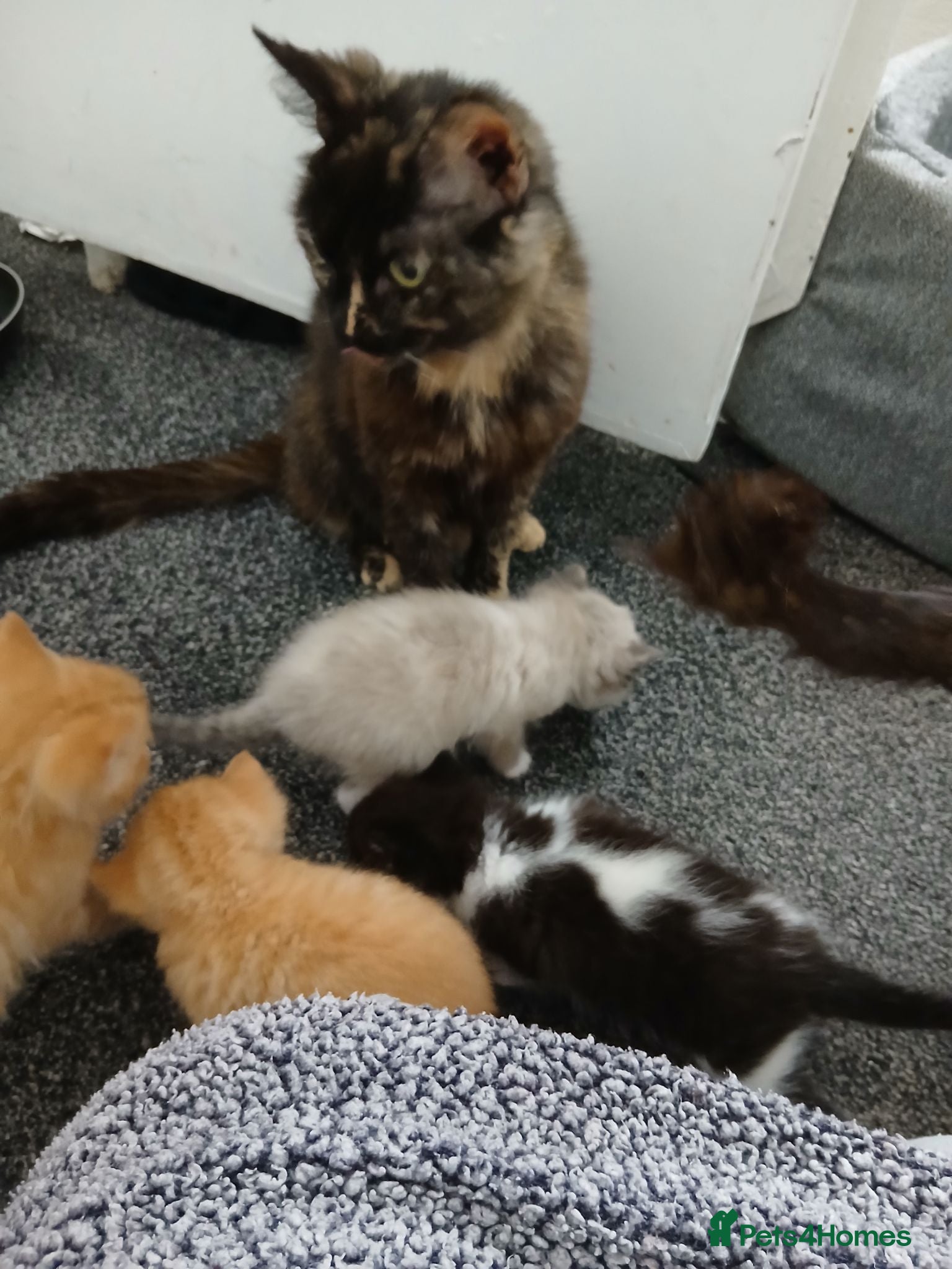 Mixed Breed cats Blended Ragdoll Kittens - Advert 2