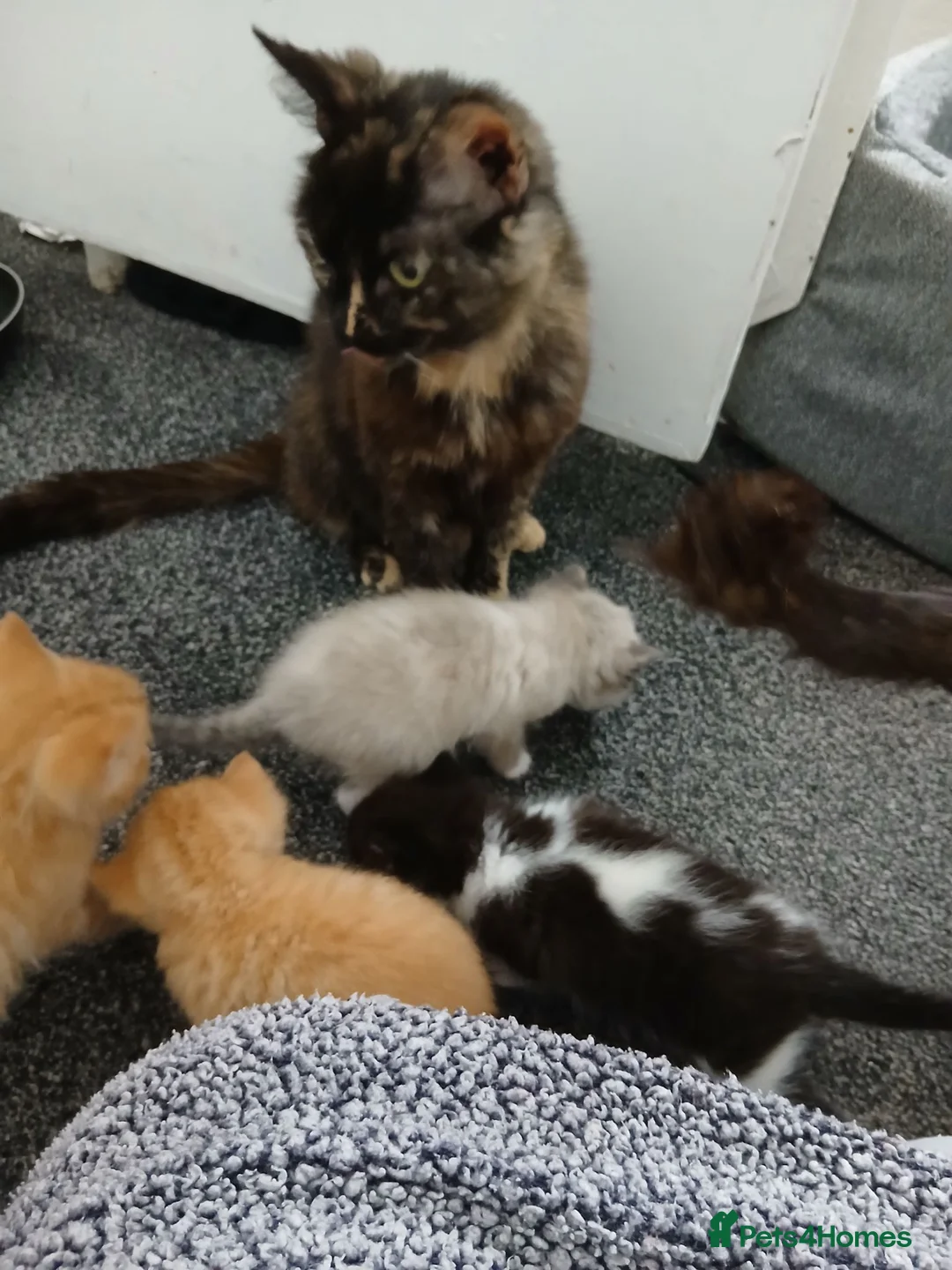 Mixed Breed cats for sale: Blended Ragdoll Kittens - Advert 1
