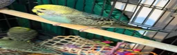 Budgerigars birds for sale: 8 week old baby budgies available in Runcorn - Advert 26