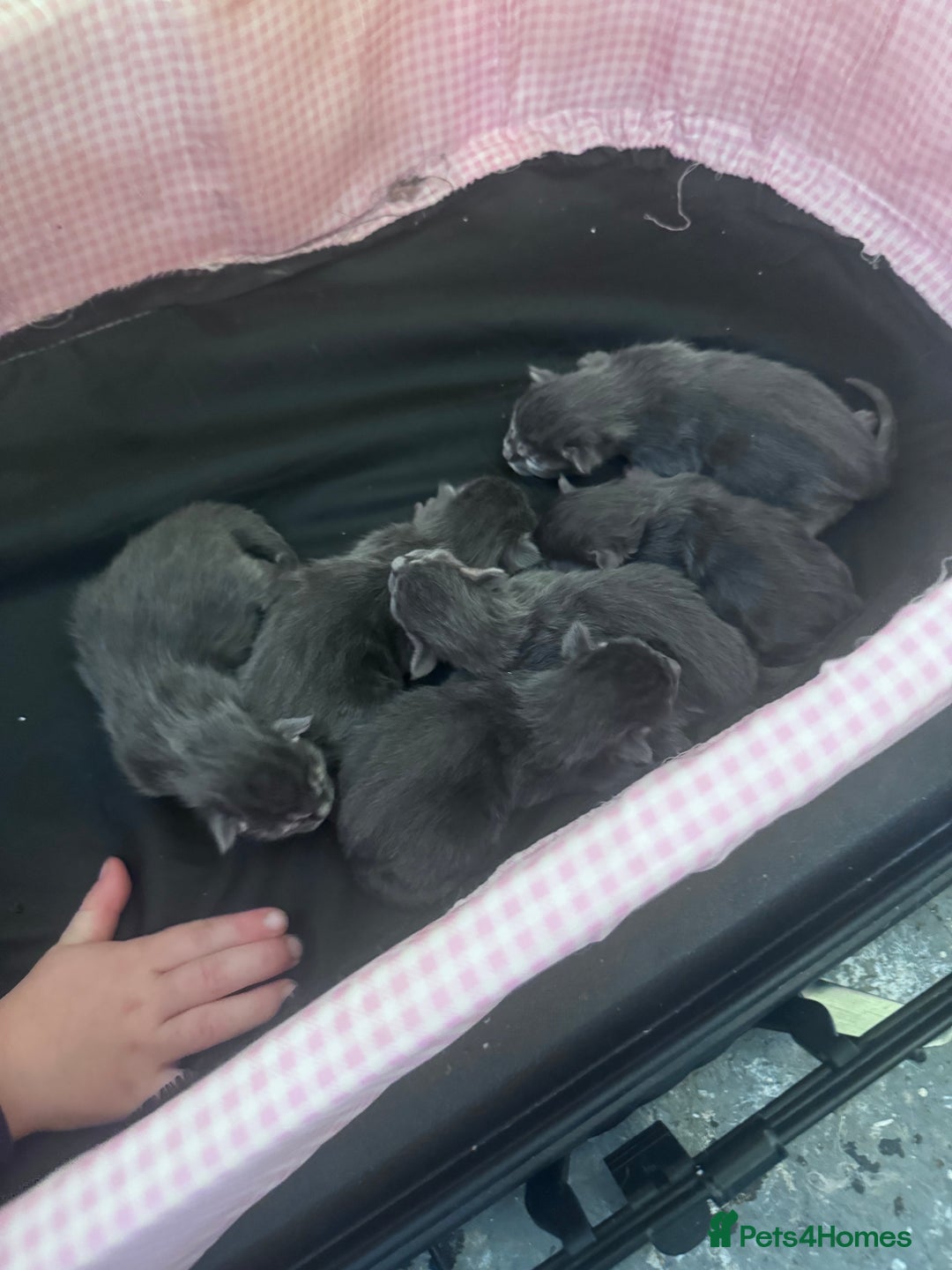 Maine Coon cats for sale: Maine coon kittens  - Image 1
