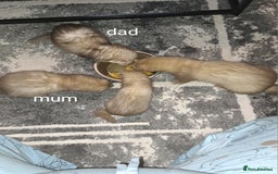 Ferret rodents for sale: 2 jill micros ready to leave  - Image 2
