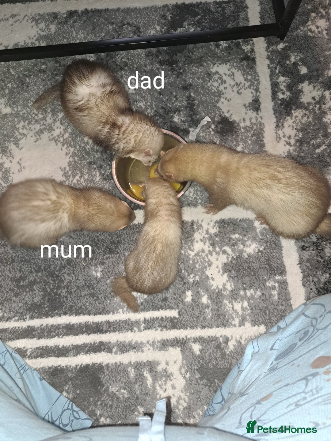 Ferret rodents for sale: 2 jill micros ready to leave  - Image 2