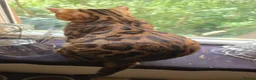 Bengal cats for sale: Bengal kitten - Advert 3