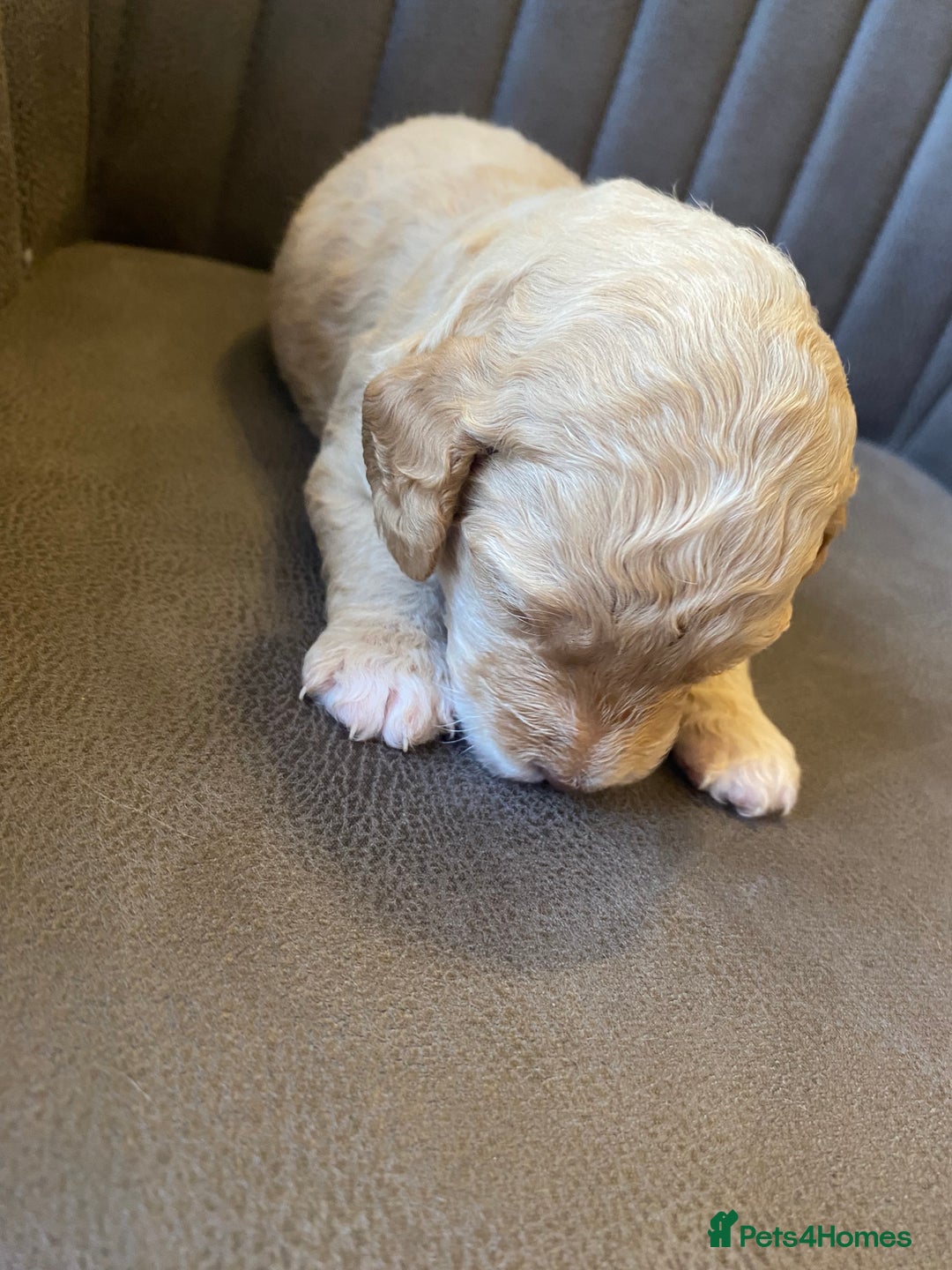 Cockapoo dogs for sale: Cockapoo Puppies - 2 male - 4 female - Image 11