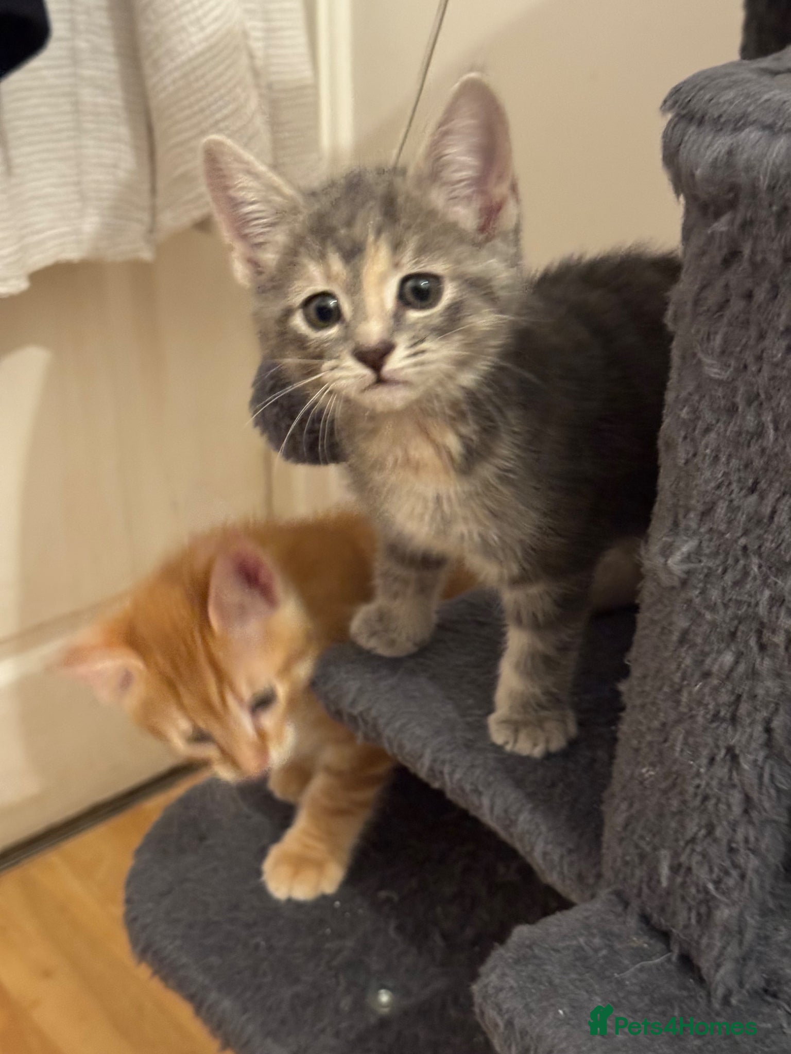 American Shorthair cats for sale: Ready To Leave Today please read full advert pleas - Advert 17