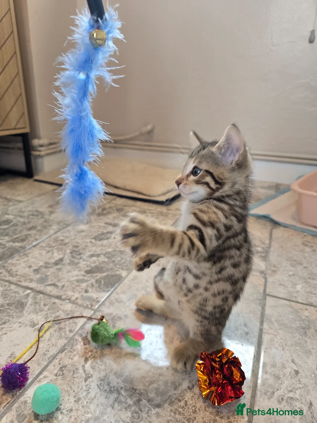 Bengal cats for sale: Male bengal kitten  - Advert 12