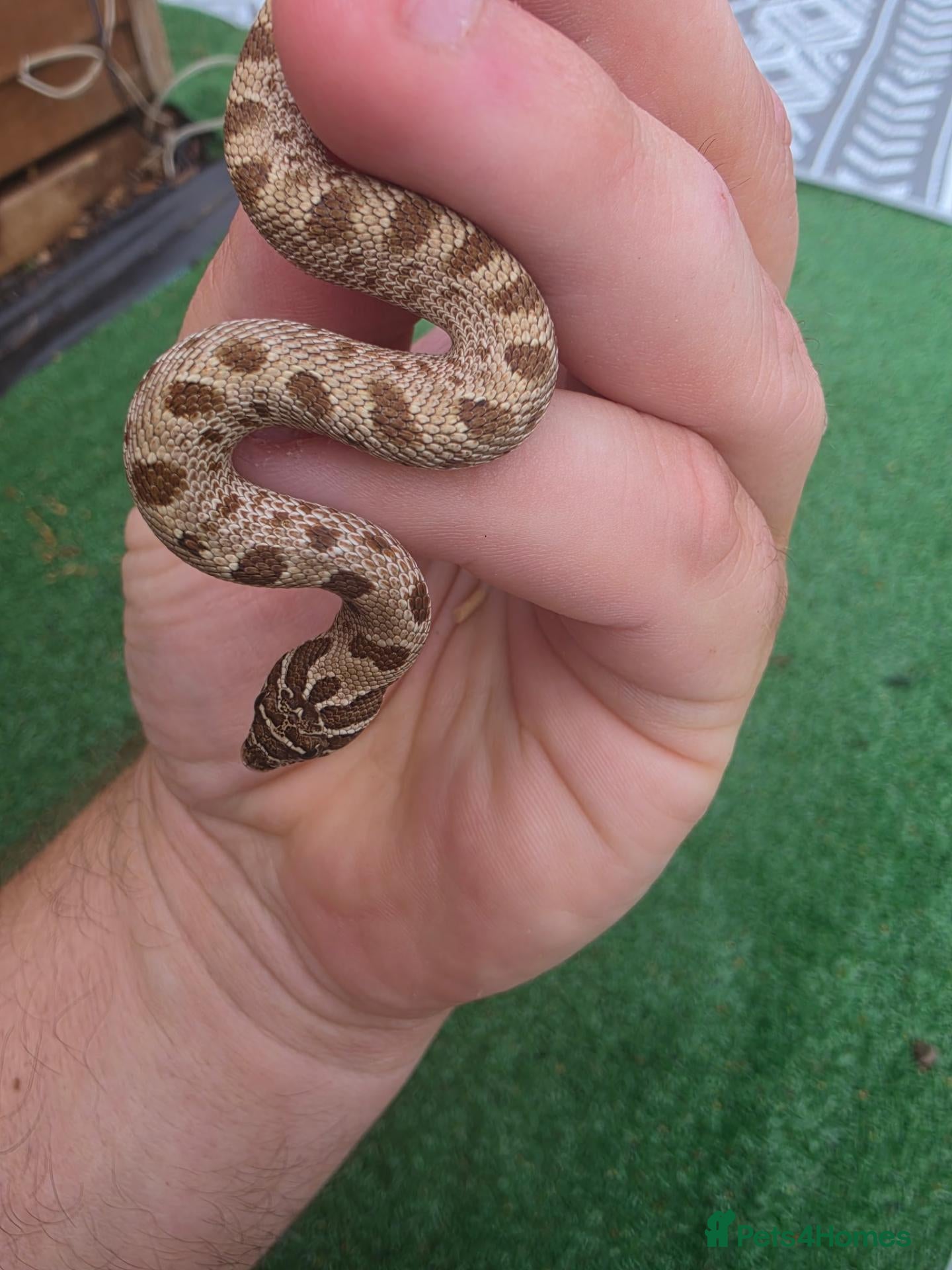 Snake reptiles Western Hognose Snakes  - Advert 10