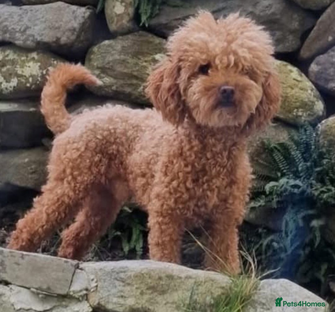 Cockapoo dogs for sale: F1B Minature Cockapoo puppies in Fox Red colour - Advert 3