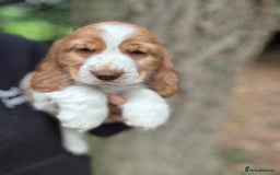 Cocker Spaniel dogs for sale: 100% SHOW TYPE HEALTH TESTED COCKERSPANIELS - Image 10