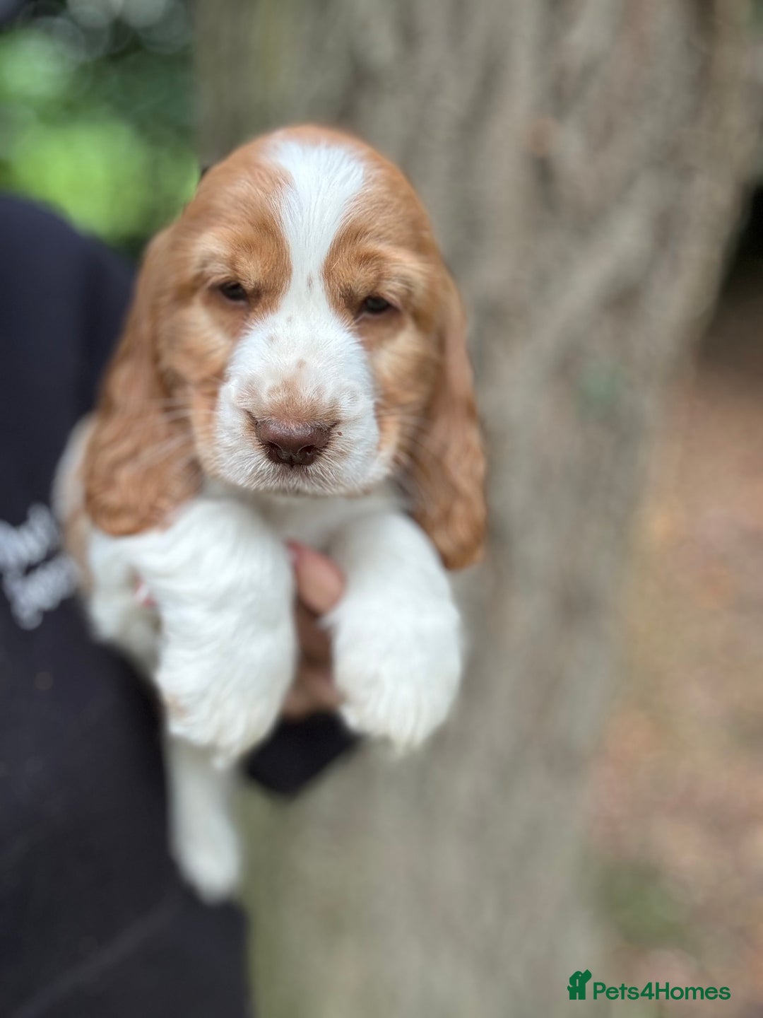 Cocker Spaniel dogs for sale: 100% SHOW TYPE HEALTH TESTED COCKERSPANIELS - Image 10