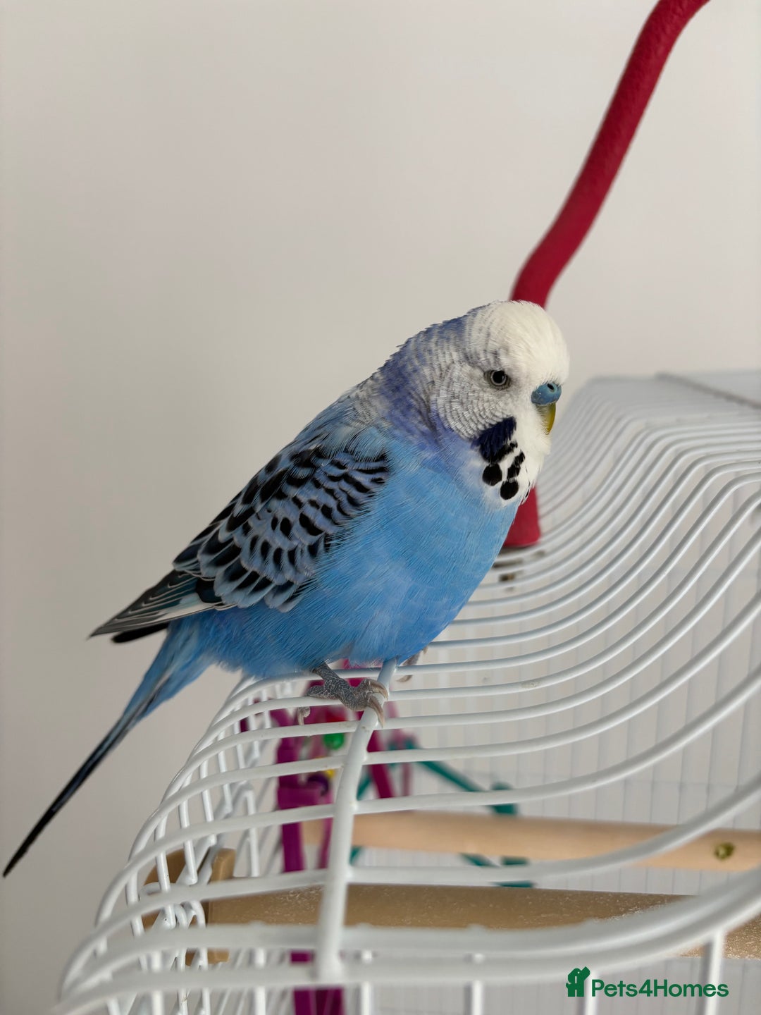 Budgerigars birds for sale: 2 Budgies for re homing - Image 5