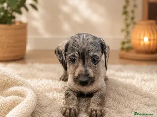 Mixed Breed dogs Miniature Dachshund cross puppies - Advert 10