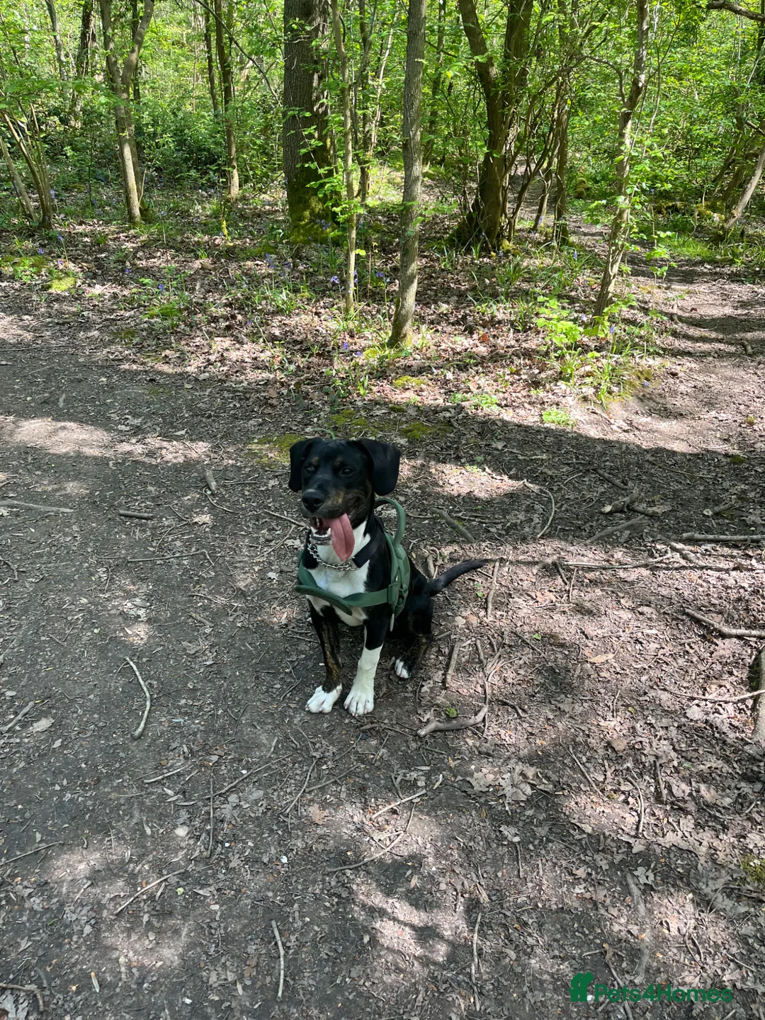 Mixed Breed dogs for sale: buddy needs a forever home - Advert 2