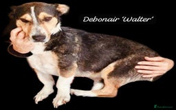 Mixed Breed dogs for adoption: Walter, 3 yrs old. Available for adoption. - Image 15