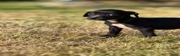 Mixed Breed dogs for sale: Staffy cross Spreagle - Advert 9