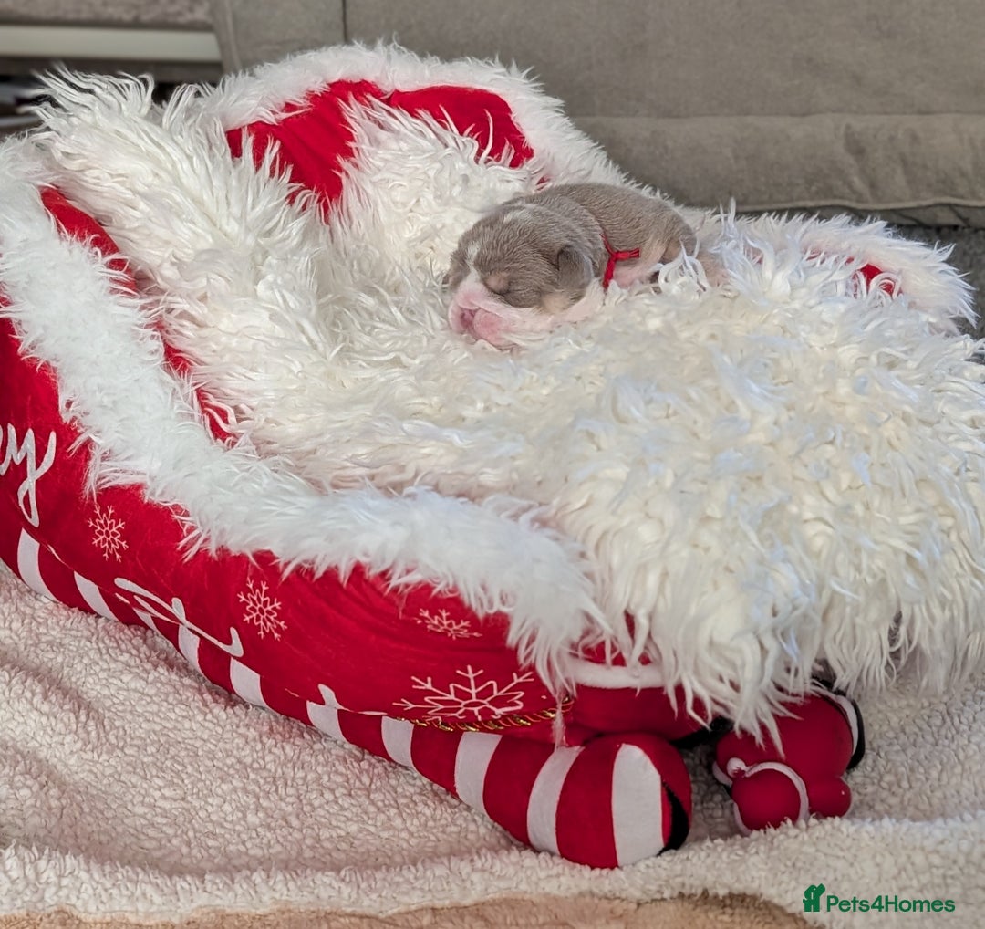 English Bulldog dogs for sale: Outstanding English bulldog puppies  - Advert 10