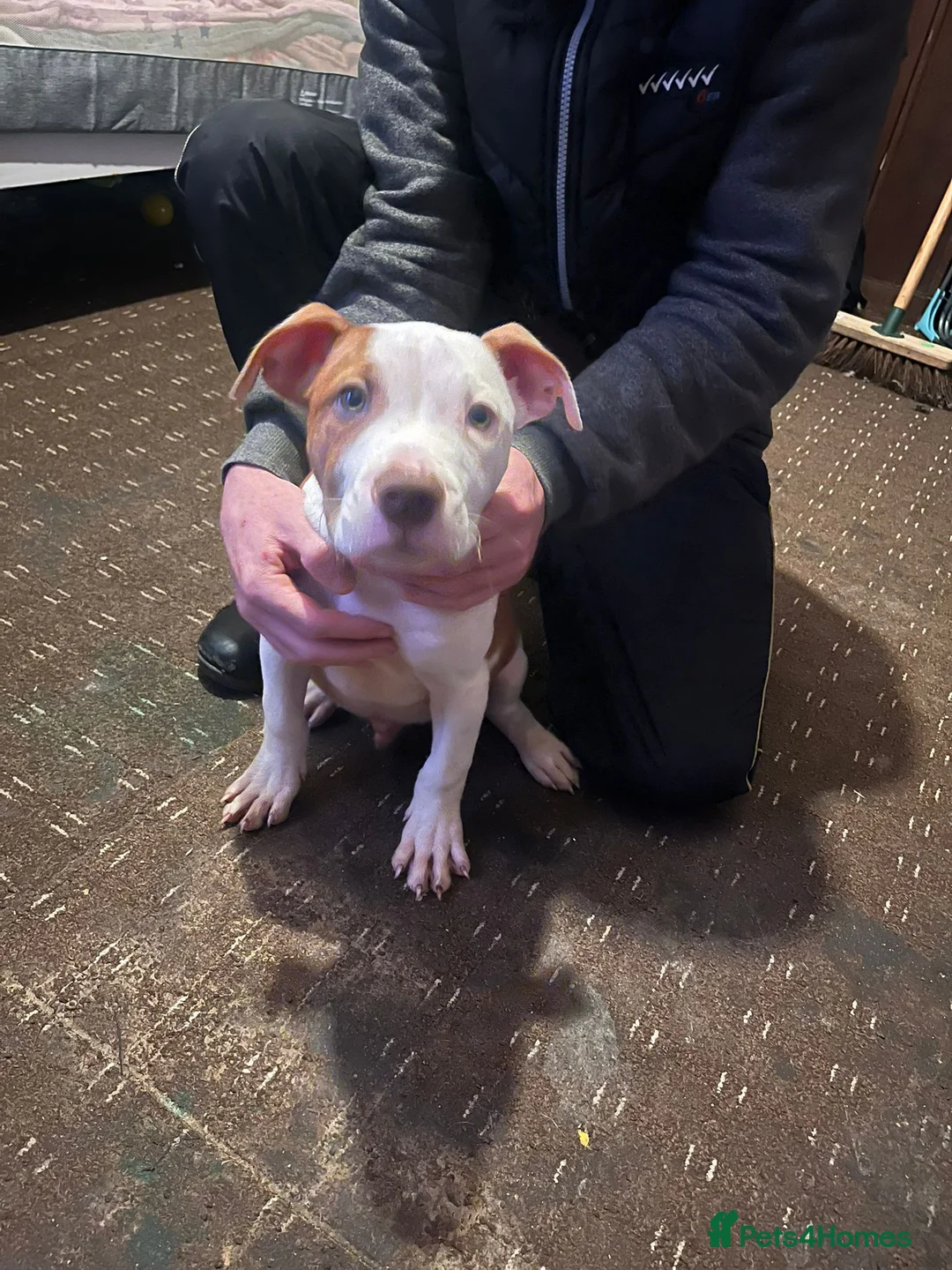 Mixed Breed dogs for sale: Male puppy for sale - Advert 3