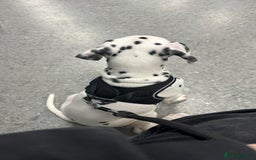 Dalmatian dogs for sale: Dalamatian puppy for sale  - Image 3