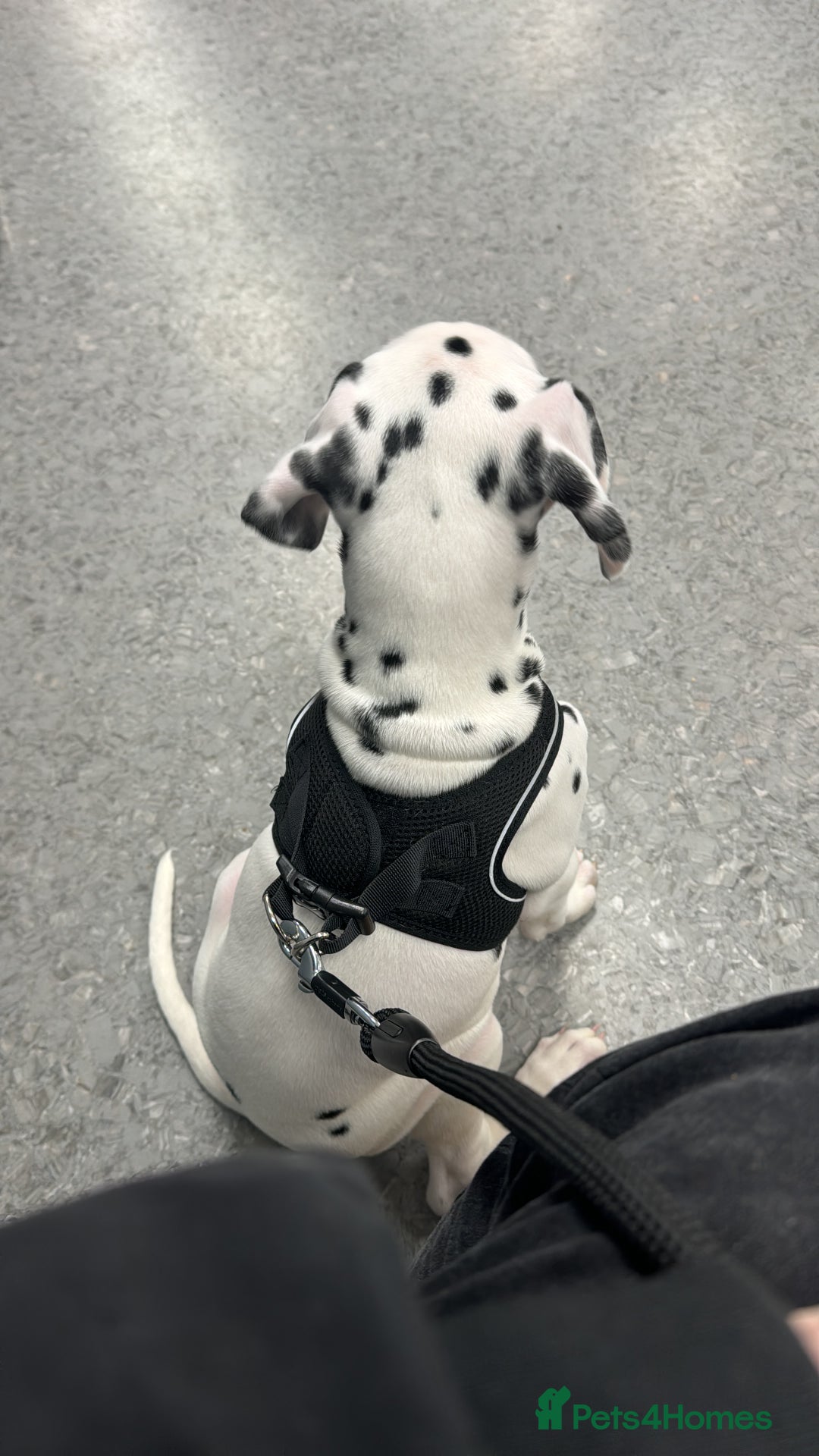 Dalmatian dogs for sale: Dalamatian puppy for sale  - Image 3