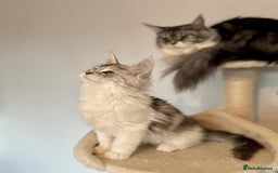 Maine Coon cats for sale: TICA Stunning Maine Coon Kittens - ACTIVE 🩷 - Image 7