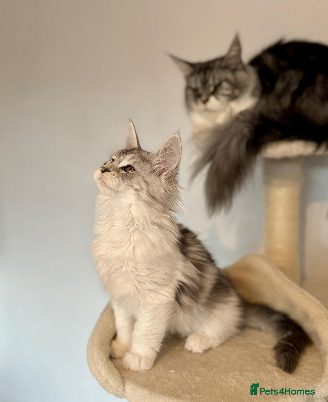 Maine Coon cats for sale: TICA Stunning Maine Coon Kittens - ACTIVE 🩷 - Image 7