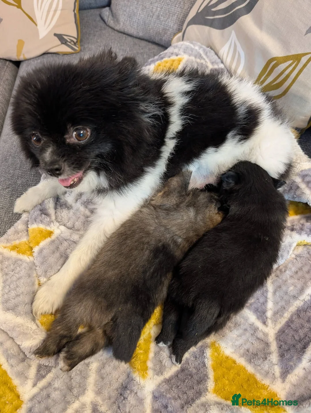 Pomeranian dogs for sale: Pomeranian Boys in Bradford - Advert 1