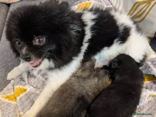 Pomeranian dogs Pomeranian Boys in Bradford - Advert 1