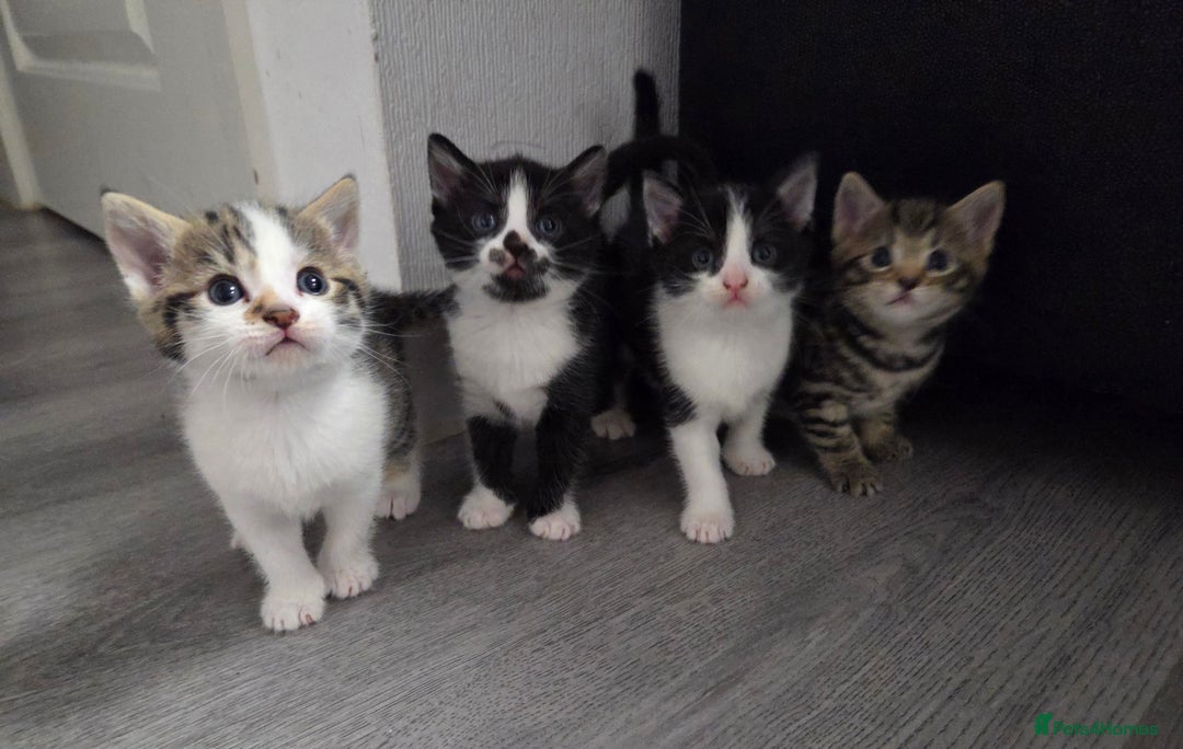 Mixed Breed cats for sale: Mixed breed kittens - Advert 1