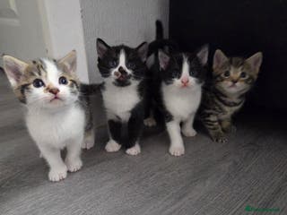 Mixed Breed cats Mixed breed kittens - Advert 4