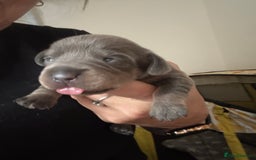 Mixed Breed dogs for sale: French bulldog x daschund - Image 31