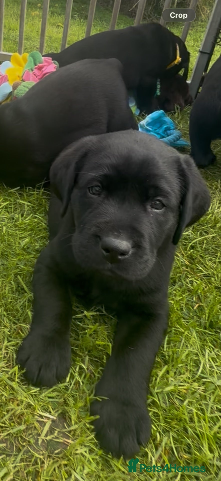 Labrador Retriever dogs Labrador puppies from a 5 Star License Breeder  - Advert 6