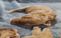 Mixed Breed dogs for sale: ✨2 Health Tested Australian Labradoodles ✨ - Image 11