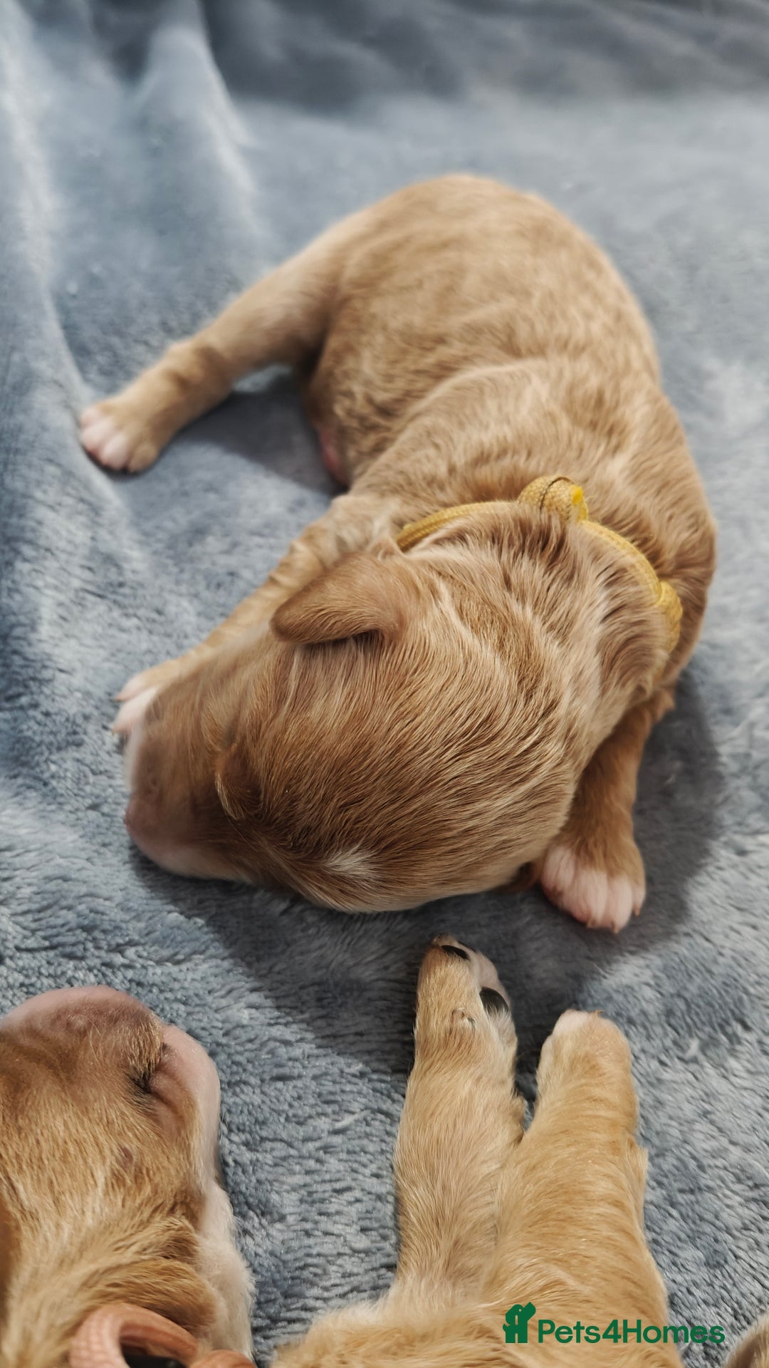 Mixed Breed dogs for sale: ✨2 Health Tested Australian Labradoodles ✨ - Image 11