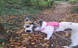 Akita dogs for sale: Sweet Akita Girl - Image 7