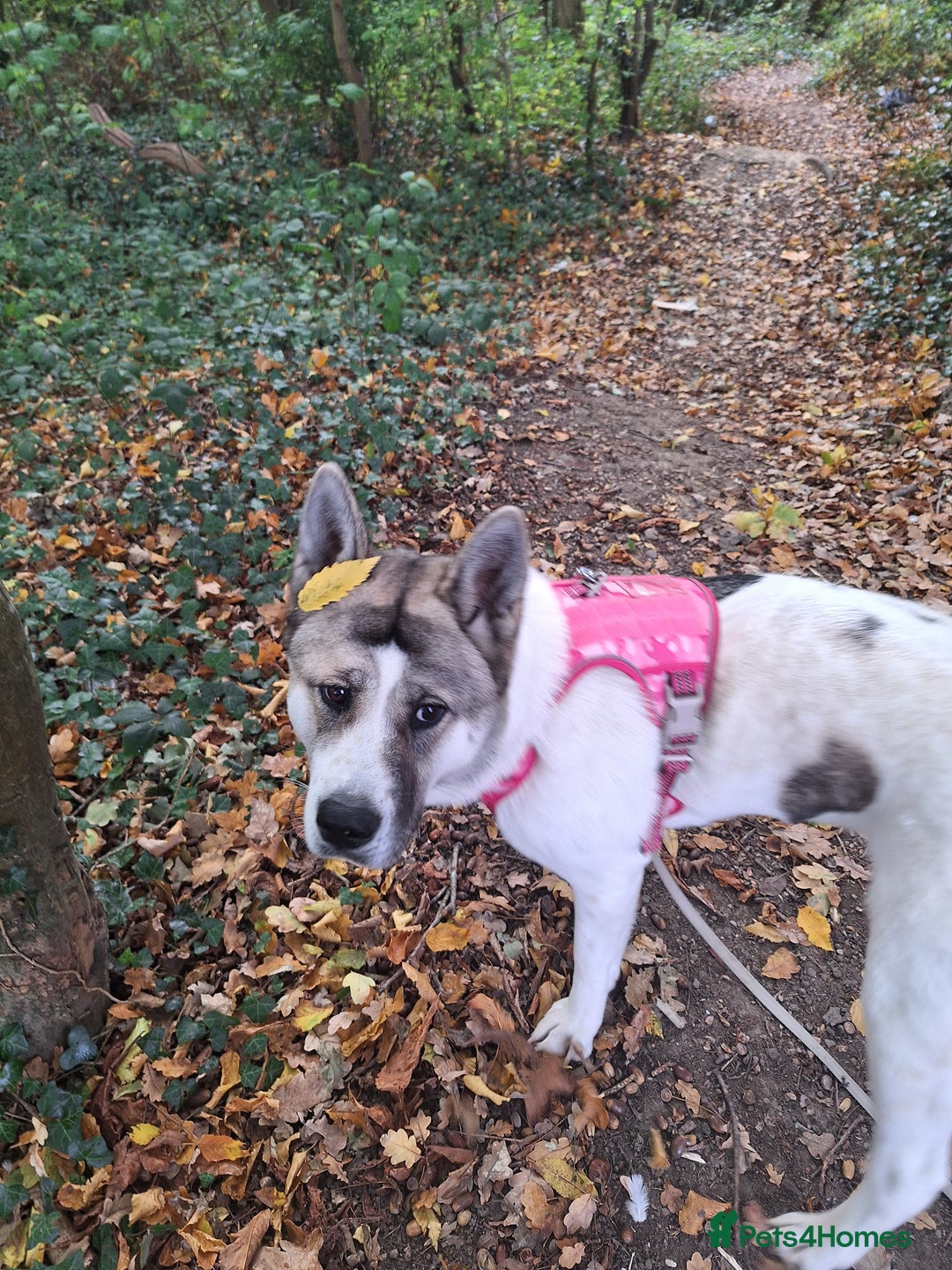 Akita dogs for sale: Sweet Akita Girl - Image 7