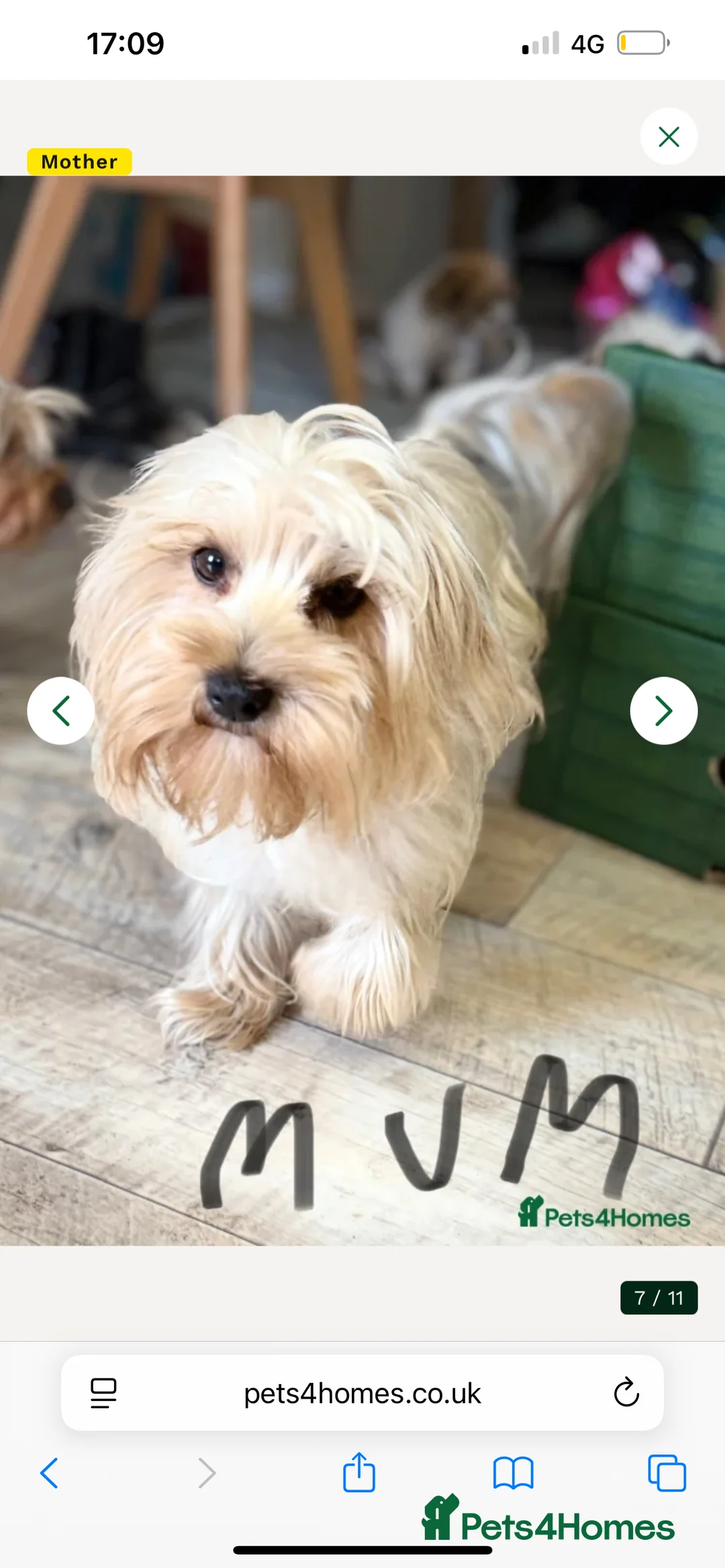 Yorkshire Terrier dogs for sale: Bela  in Halifax - Advert 9