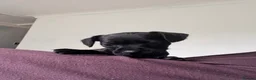 Patterdale Terrier dogs for sale: Beautiful Black Patterdale Terrier Puppy in Cleator Moor - Advert 4