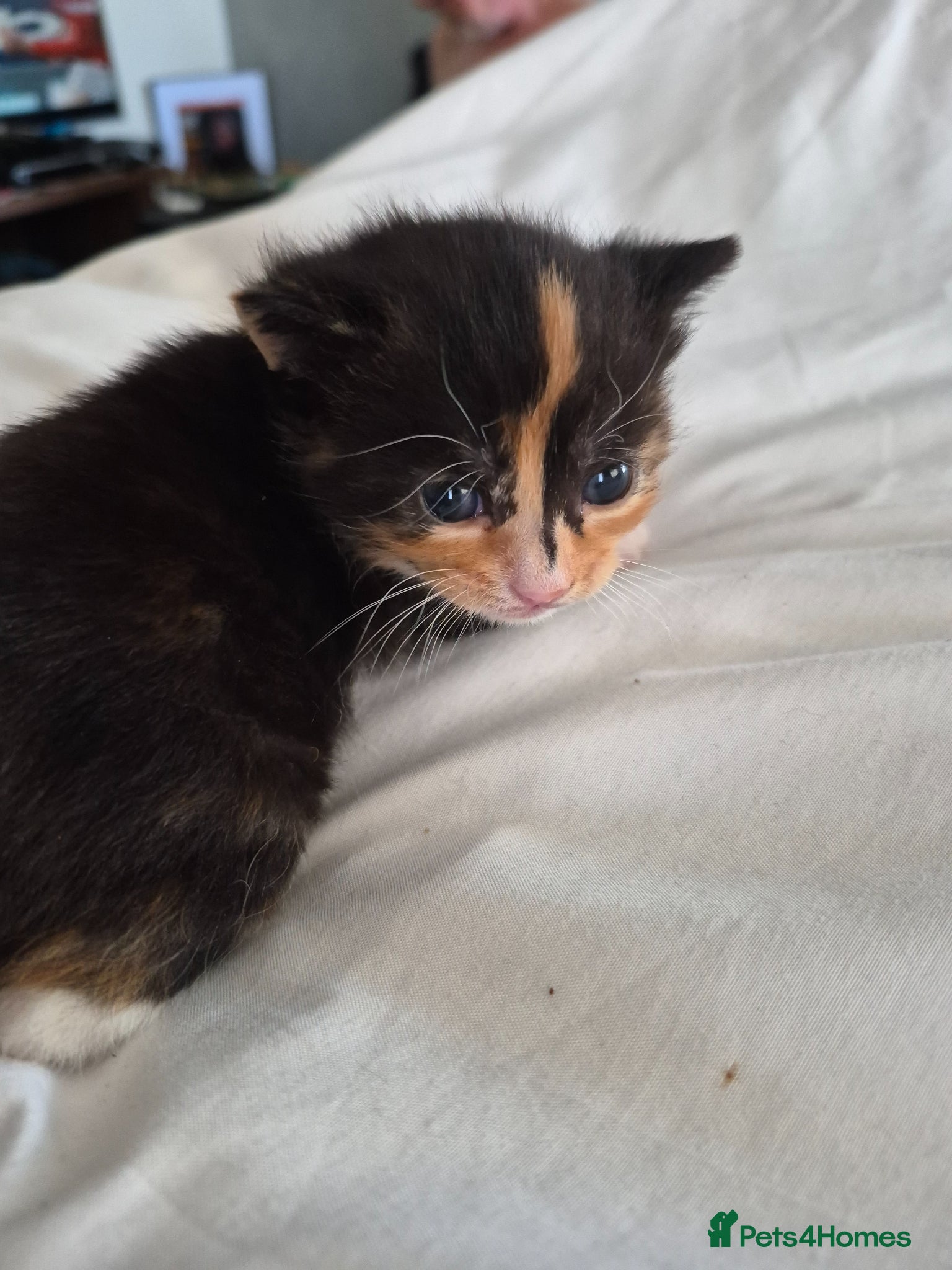 Mixed Breed cats Calico female kitten  - Advert 10
