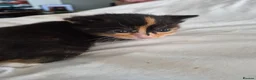 Mixed Breed cats for sale: Calico female kitten  - Advert 1