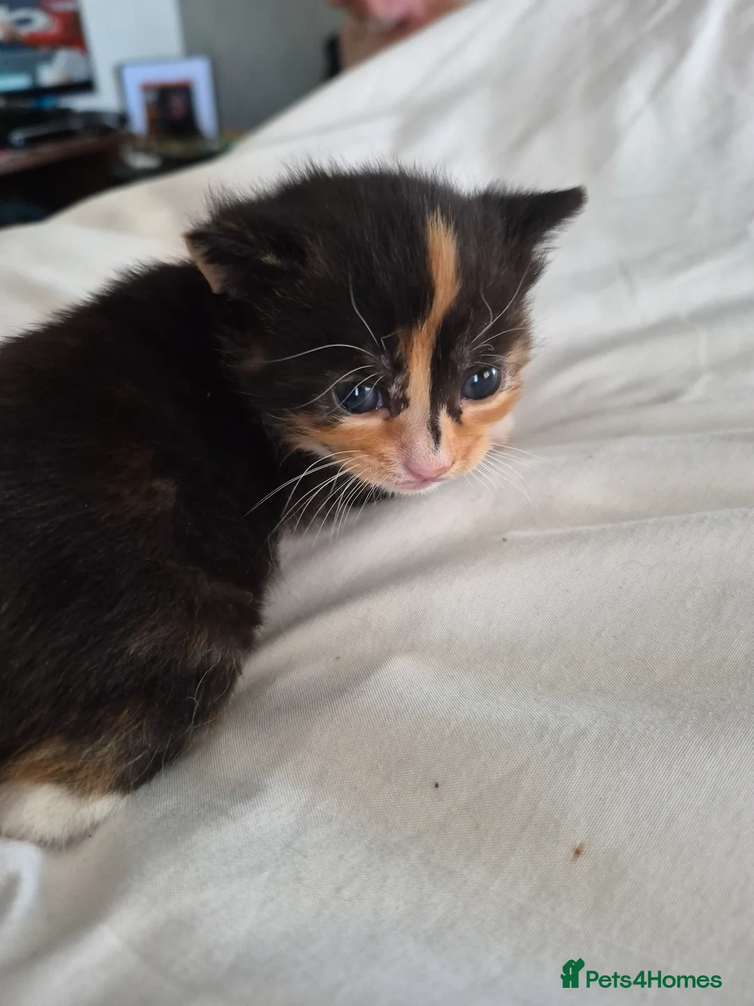 Mixed Breed cats for sale: Calico female kitten  - Advert 1