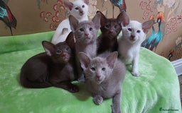 Oriental cats for sale: 7 Oriental & Siamese Kittens - Image 1
