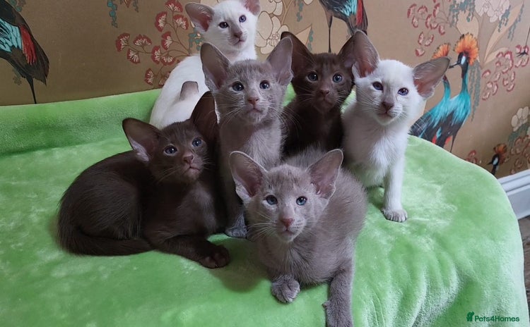 Oriental cats - Advert 1