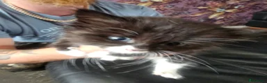 British Longhair 4