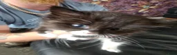 Mixed Breed cats for sale: 4 kittens - Advert 5