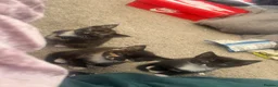 Mixed Breed cats for sale: 4 kittens  in Bristol - Advert 17
