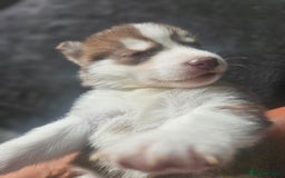 Siberian Husky dogs for sale: Gorgeous Litter of Husky Puppies - Image 35